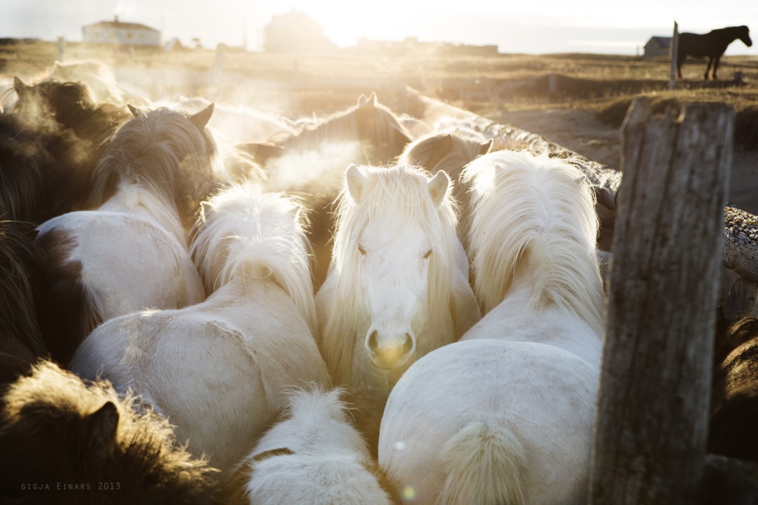 Breeders of the Icelandic horse